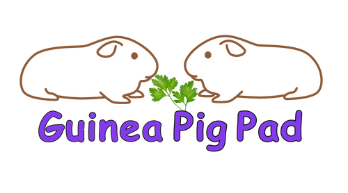 Guinea Pig Pad